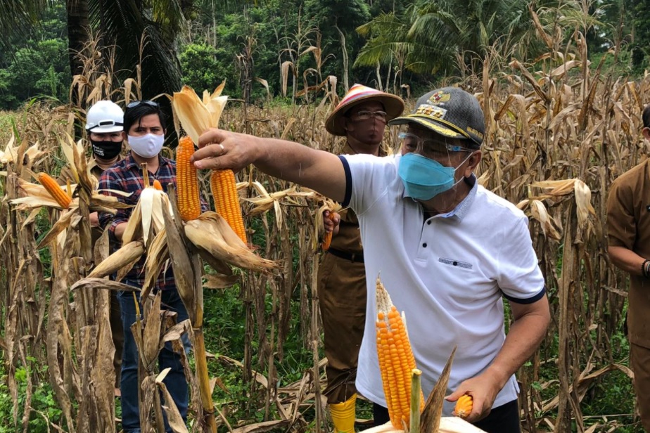 Bisnis Eksportir Hasil Pertanian Berharga Tinggi