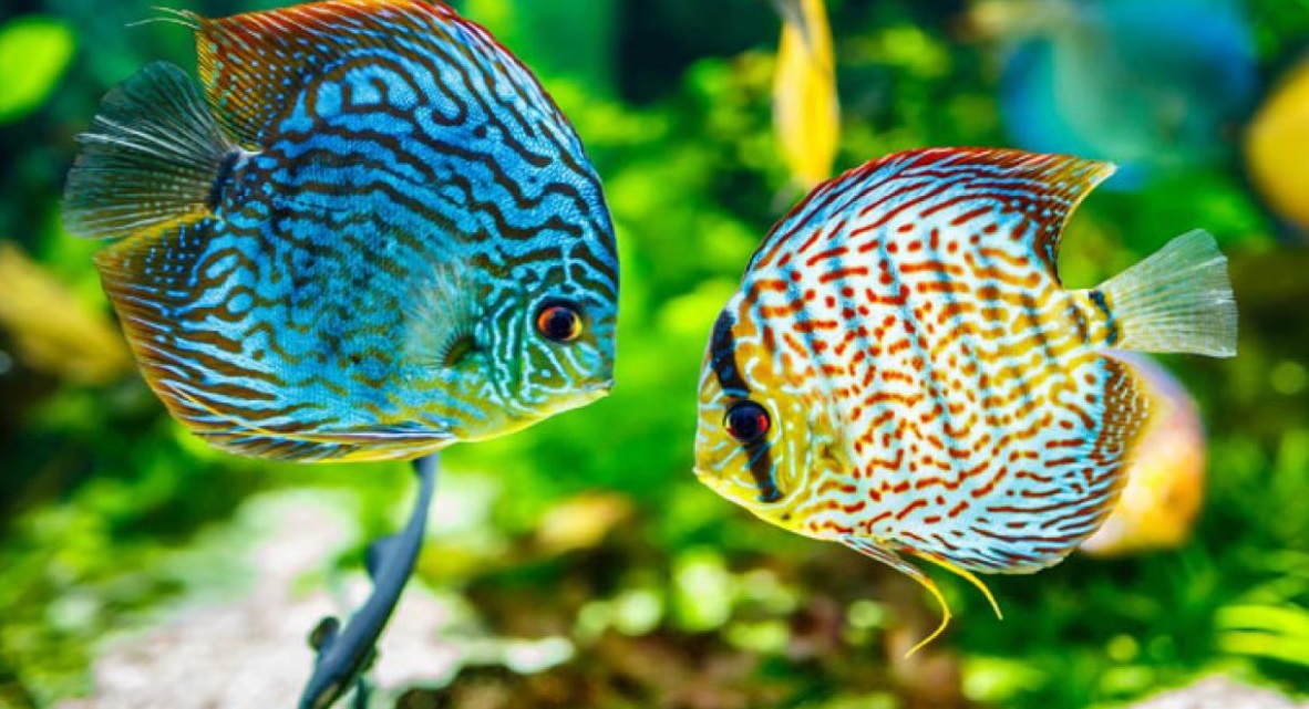 Bisnis Eksportir Ikan Hias Menguntungkan