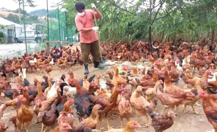 Peluang Bisnis Ayam Kampung di Desa